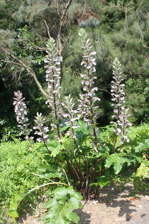 Acanthus mollis flowering
